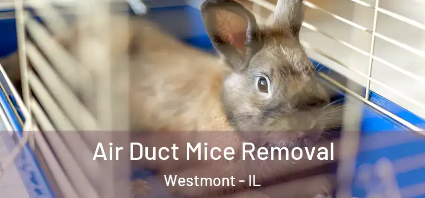  Air Duct Mice Removal Westmont - IL